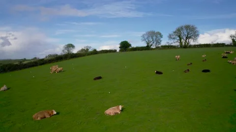 Cows and Bulls on Fields from a drone, Torquay, Devon, England, Europe Stock Footage 164211144