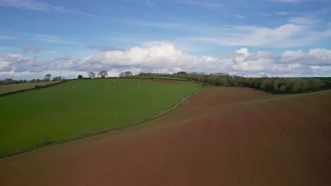 Cows and Bulls on Fields from a drone, Torquay, Devon, England, Europe Video stock 164211202