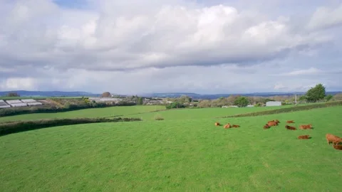 Cows and Bulls on Fields from a drone, Torquay, Devon, England, Europe Video stock 164342592