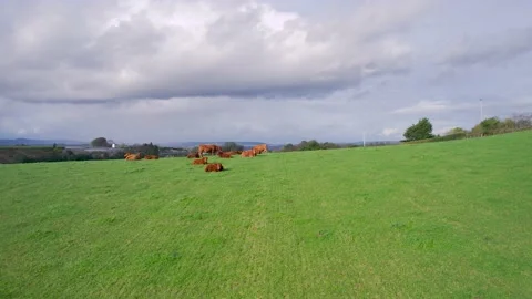 Cows and Bulls on Fields from a drone, Torquay, Devon, England, Europe Stock Footage 164342802