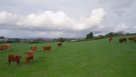 Cows and Bulls on Fields from a drone, Torquay, Devon, England, Europe Stock-Footage 164455475