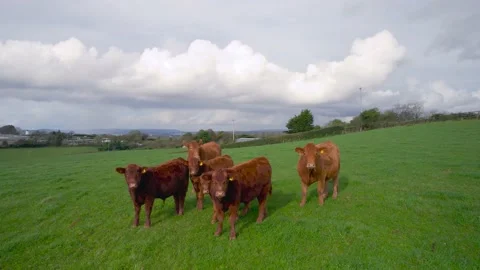Cows and Bulls on Fields from a drone, Torquay, Devon, England, Europe Stock Footage 164455509