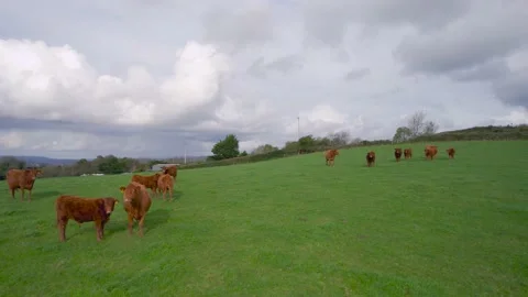 Cows and Bulls on Fields from a drone, Torquay, Devon, England, Europe Stock Footage 164545375