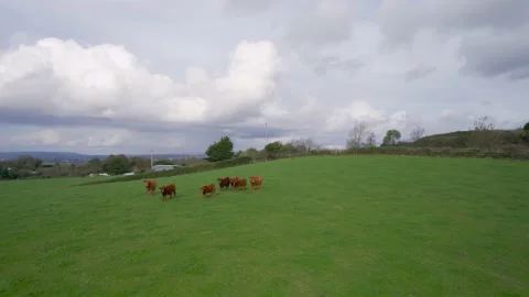 Cows and Bulls on Fields from a drone, Torquay, Devon, England, Europe Video stock 164545767