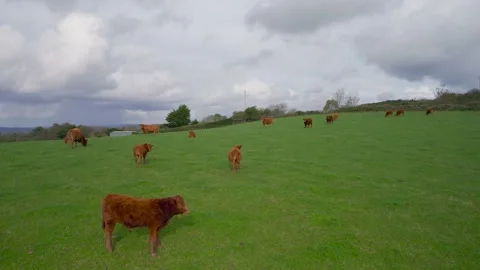 Cows and Bulls on Fields from a drone, Torquay, Devon, England, Europe Stock Footage 164546329