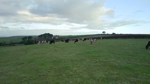 Cows and Bulls on Fields from a drone, Torquay, Devon, England, Europe Stock Footage 165622880
