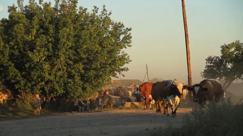 Cows And Bulls At Sunset Stock Footage 80477482
