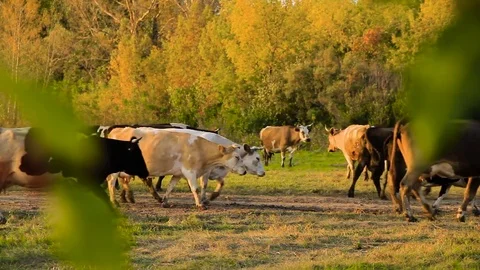 Cows And Bulls At Sunset Stock Footage 80477506