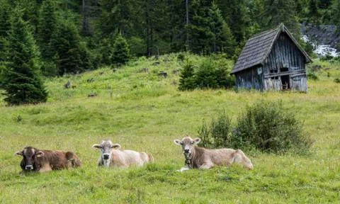 Cows and Cabin Stock Photos