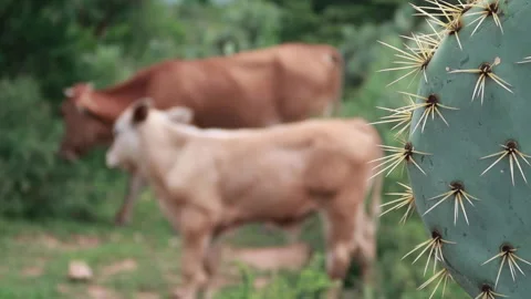 Cows and cactus in field, double focus video Stock Footage 157197388