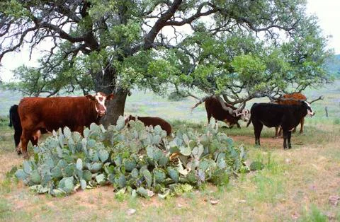Cows and cactus Stock Photos