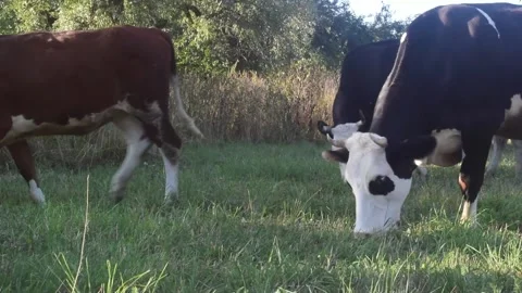 Cows and a calf chew grass and walk across the field in the village Stock Footage 159544710
