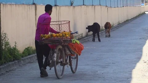 Cows and a calf passing a fruit seller on the street in Nepal 스톡 동영상 219309834