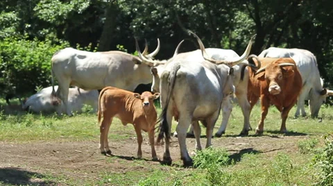 Cows and calfs Stock Footage 44297811