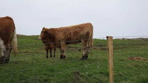 Cows and calfs Stock Footage 84025339
