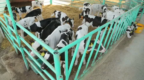 Cows And Calves On Farm Stock Footage 60073058