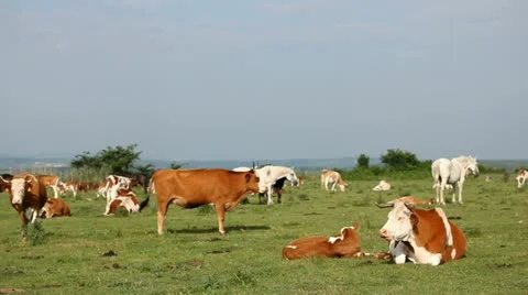 Cows and calves Stock Footage 24652984