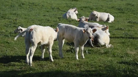 Cows and calves Stock Footage 131085403