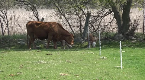 Cows and calves grazing Stock Footage 49931787