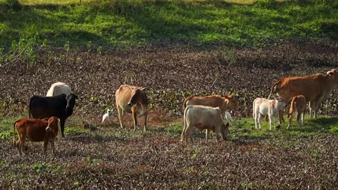 Cows and Calves Grazing in Open Pasture with Natural Rural Landscape Stock-Footage 327608199