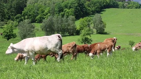 Cows and calves grazing on a spring meadow in sunny day Stock Footage 77567580
