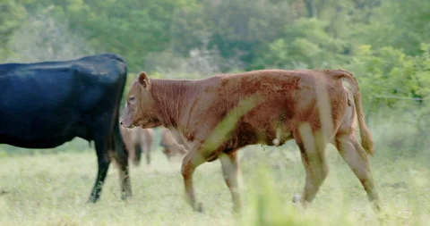Cows and calves in meadow Stock Footage 196972481