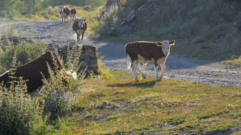 Cows and calves on open pasture Stockbeeldmateriaal 82897975