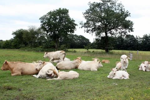 Cows and calves  Stock Photos