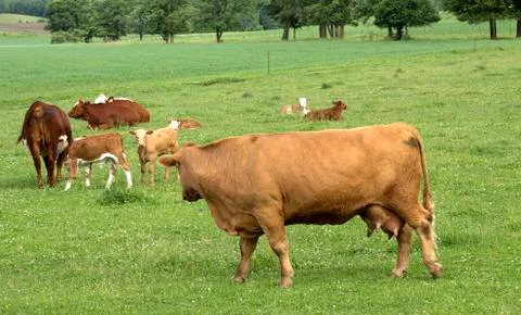 Cows and calves Stock Photos