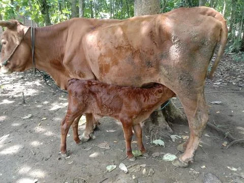 Cows and calves Stock Photos