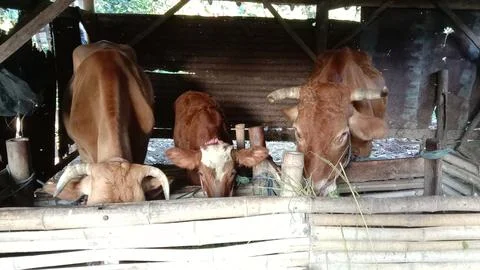 Cows and calves Stock Photos
