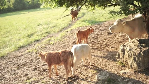 Cows and calves reared in the bearded state Video stock 76072935