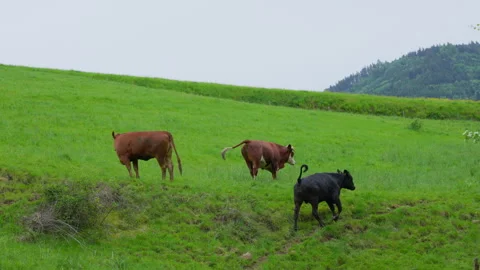 Cows and Calves Running and Playing on Green Meadow Stock Footage 338364915