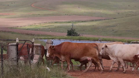 Cows and calves running through farm gate next to dam Stock Footage 232888664
