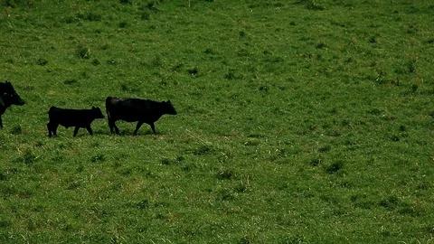 Cows and calves walking Stock Footage 107736163
