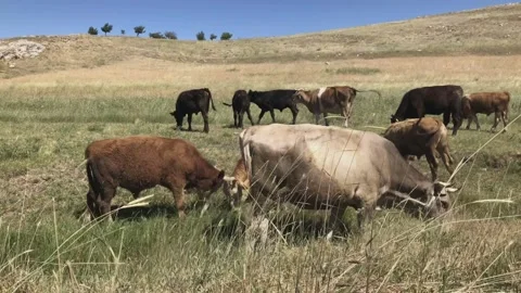 Cows and cattle eating grass Stock Footage 137519057