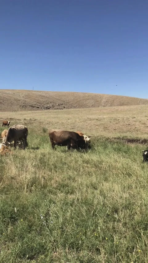 Cows and cattle eating grass Stock Footage 137519106