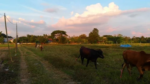 Cows and cattle going back to farm Video stock 99324002