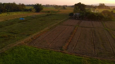 Cows and cattle going back to farm Stock Footage 99324080