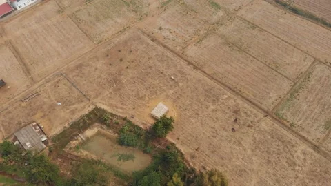 Cows and cattle at open organic farm Video stock 171782841