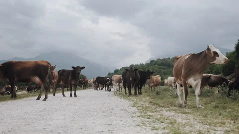 Cows and Cattle Walking on Countryside Mountain Road under Cloudy Sky Stock Footage 341099016