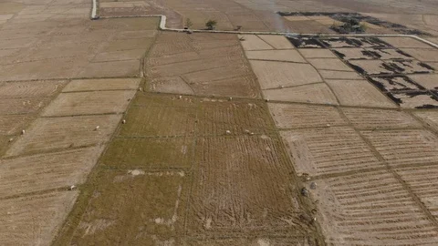 Cows and cattles farm Video stock 117325170