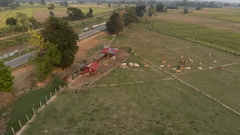 Cows and cattles going back to farm Video stock 88648831