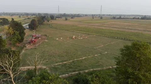 Cows and cattles going back to farm Stock Footage 88649420
