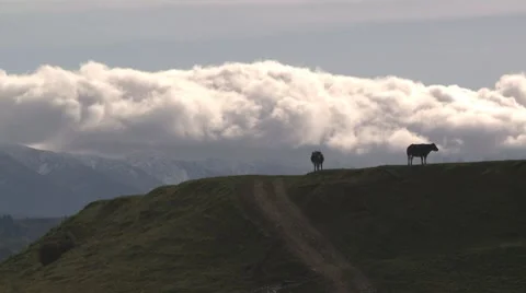 Cows and clouds over mountains Stock Footage 8523511