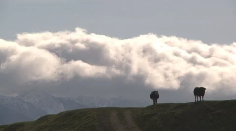 Cows and clouds time lapse Stock Footage 8523642