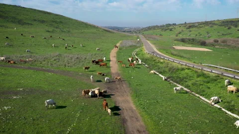 Cows and cowboy - drone Stock Footage 130482412