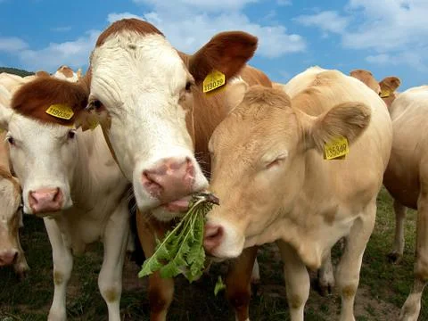 Cows and dandelion Stock Photos