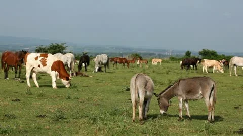 Cows and donkeys outdoors Stock Footage 24653008