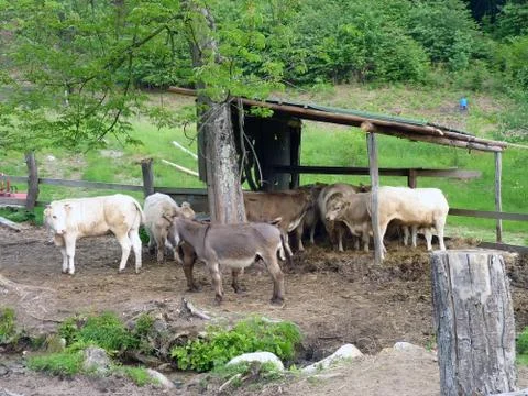 Cows and donkeys Stock Photos